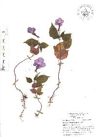 Achimenes grandiflora image