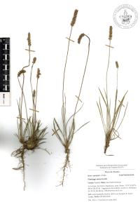 Plantago nivea image