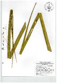 Nolina parviflora image