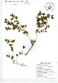 Acalypha phleoides image