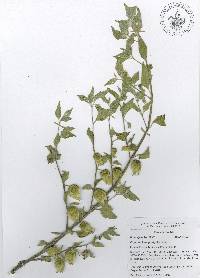 Physalis philadelphica subsp. philadelphica image