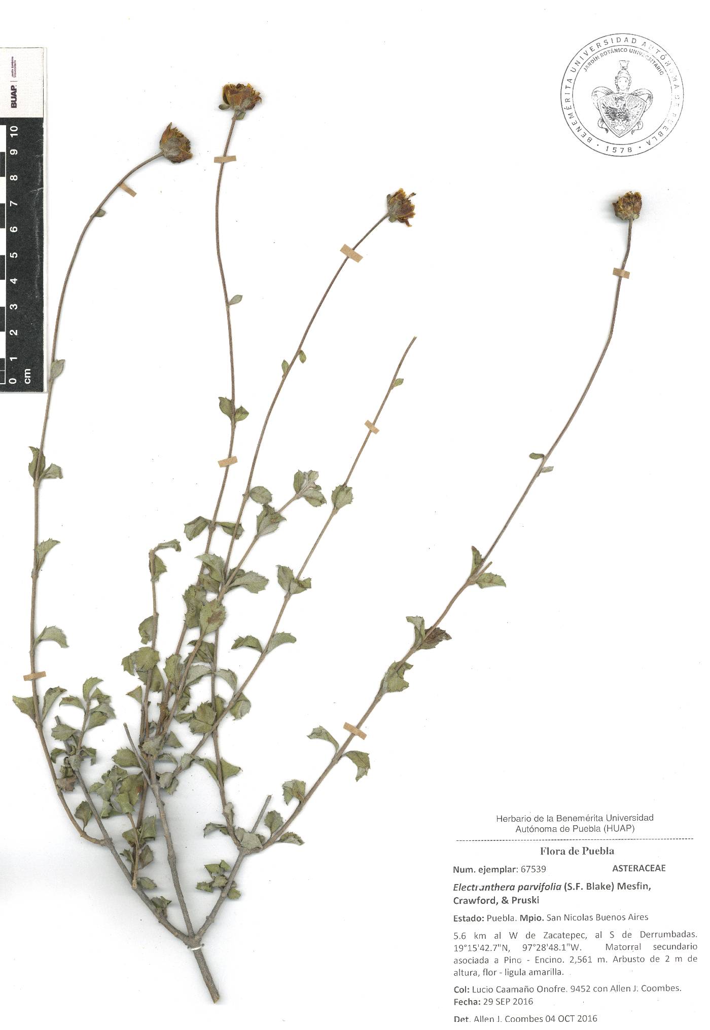 Electranthera parvifolia image