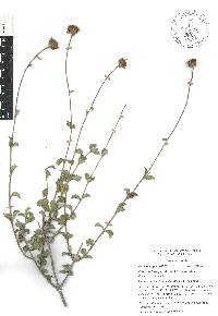 Electranthera parvifolia image