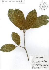 Quercus crassifolia image