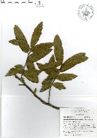 Quercus crassipes image