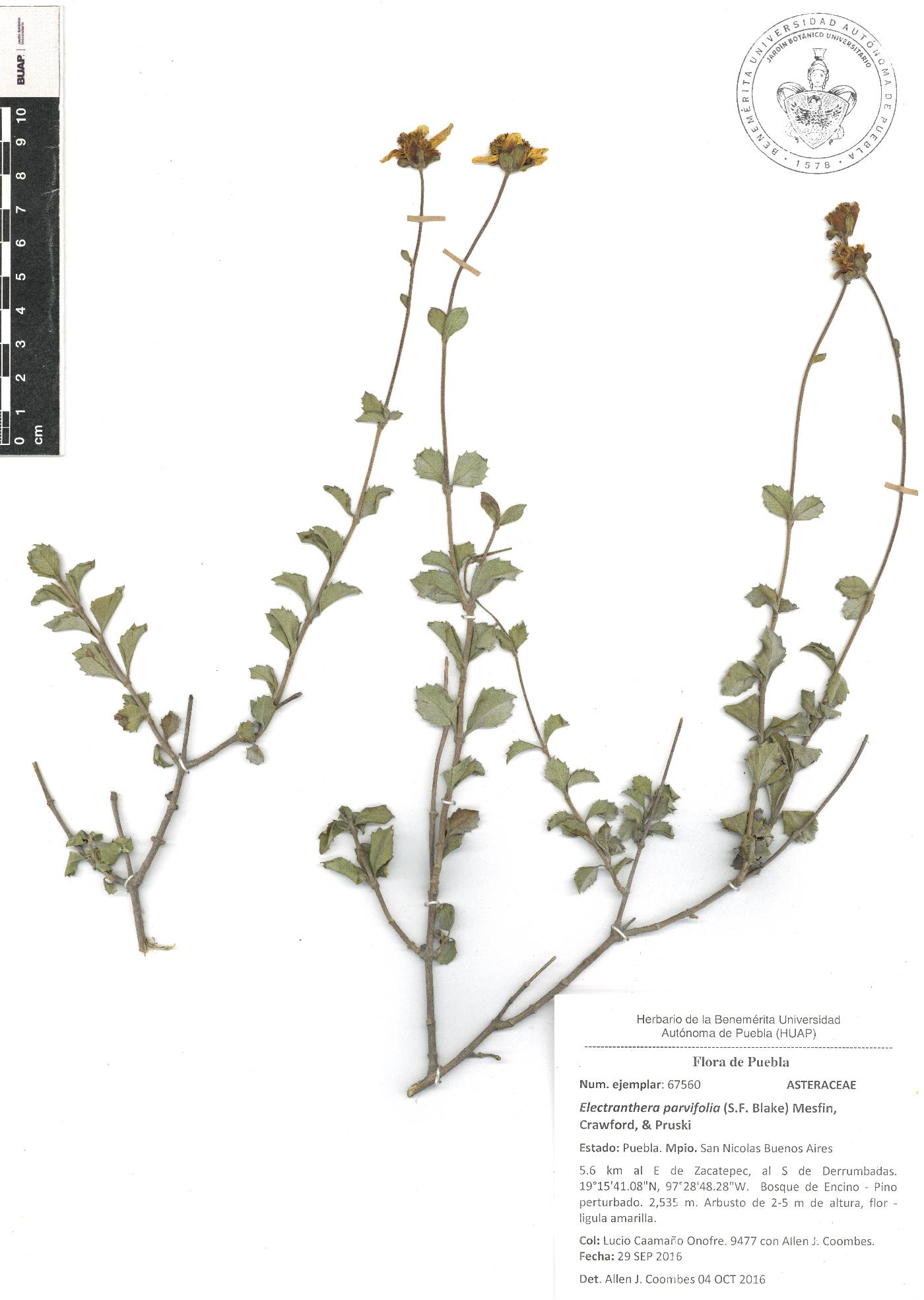 Electranthera parvifolia image