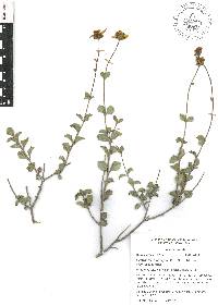 Electranthera parvifolia image