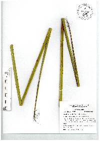 Dasylirion acrotrichum image