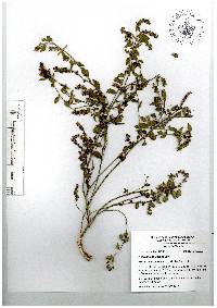 Acalypha phleoides image