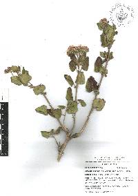 Ageratina calophylla image