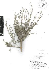 Salvia thymoides image