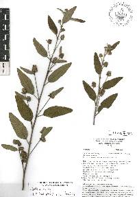 Waltheria indica image