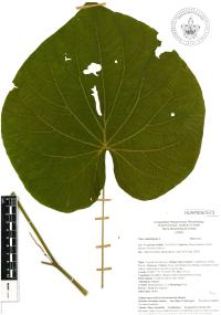 Lepianthes peltata image