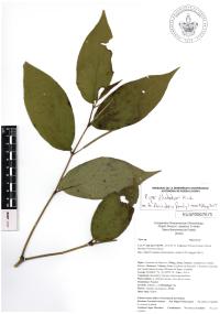 Piper dilatatum image