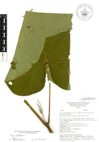Lepianthes peltata image
