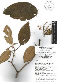 Miconia dodecandra image