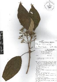 Miconia dodecandra image