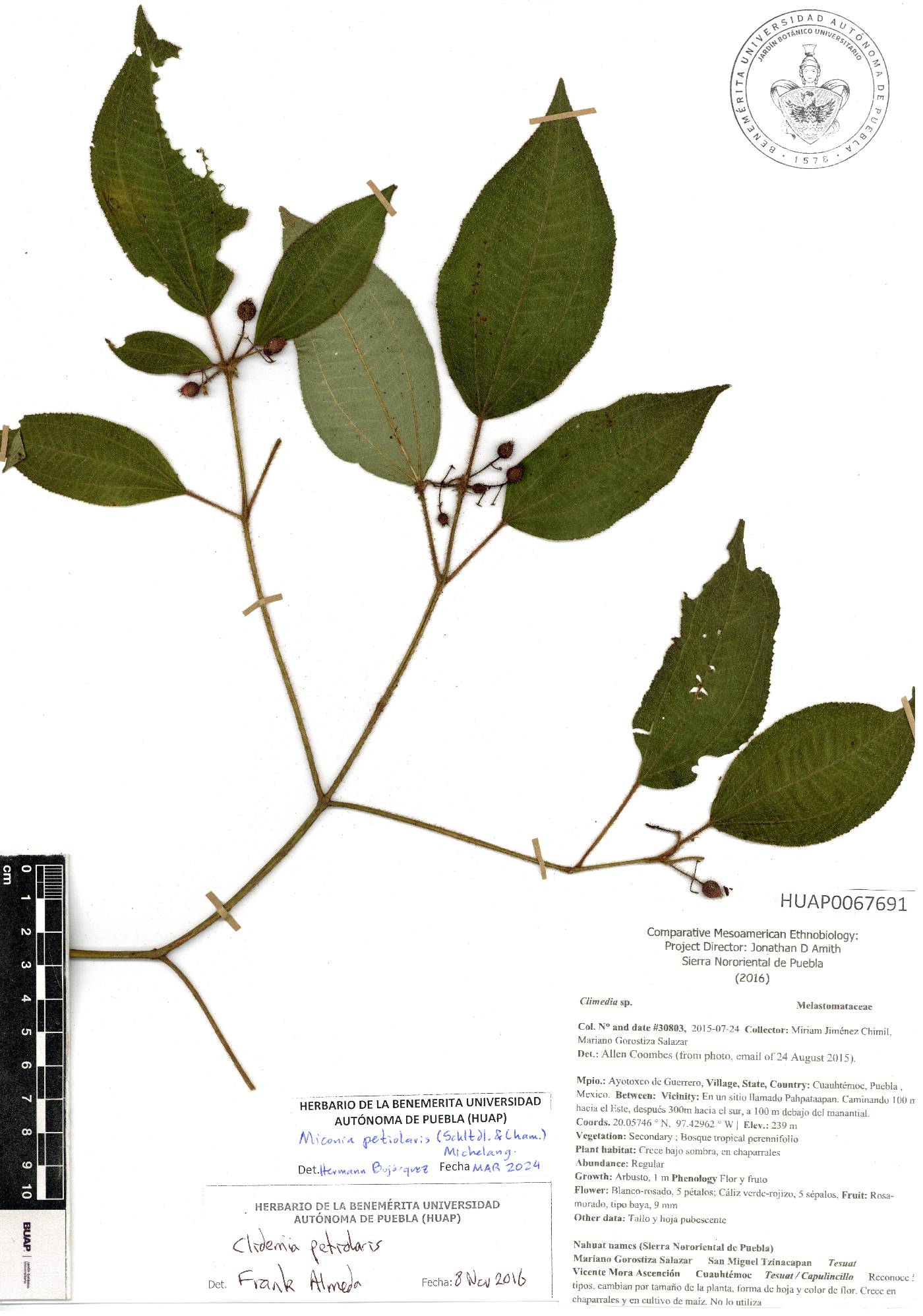 Miconia petiolaris image