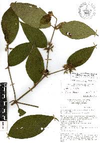 Miconia dentata image