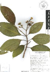 Miconia subhirsuta image