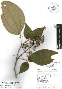 Miconia dodecandra image