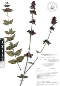 Russelia sarmentosa image