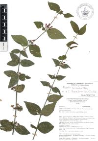 Russelia sarmentosa image