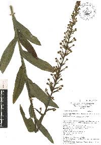 Habenaria odontopetala image