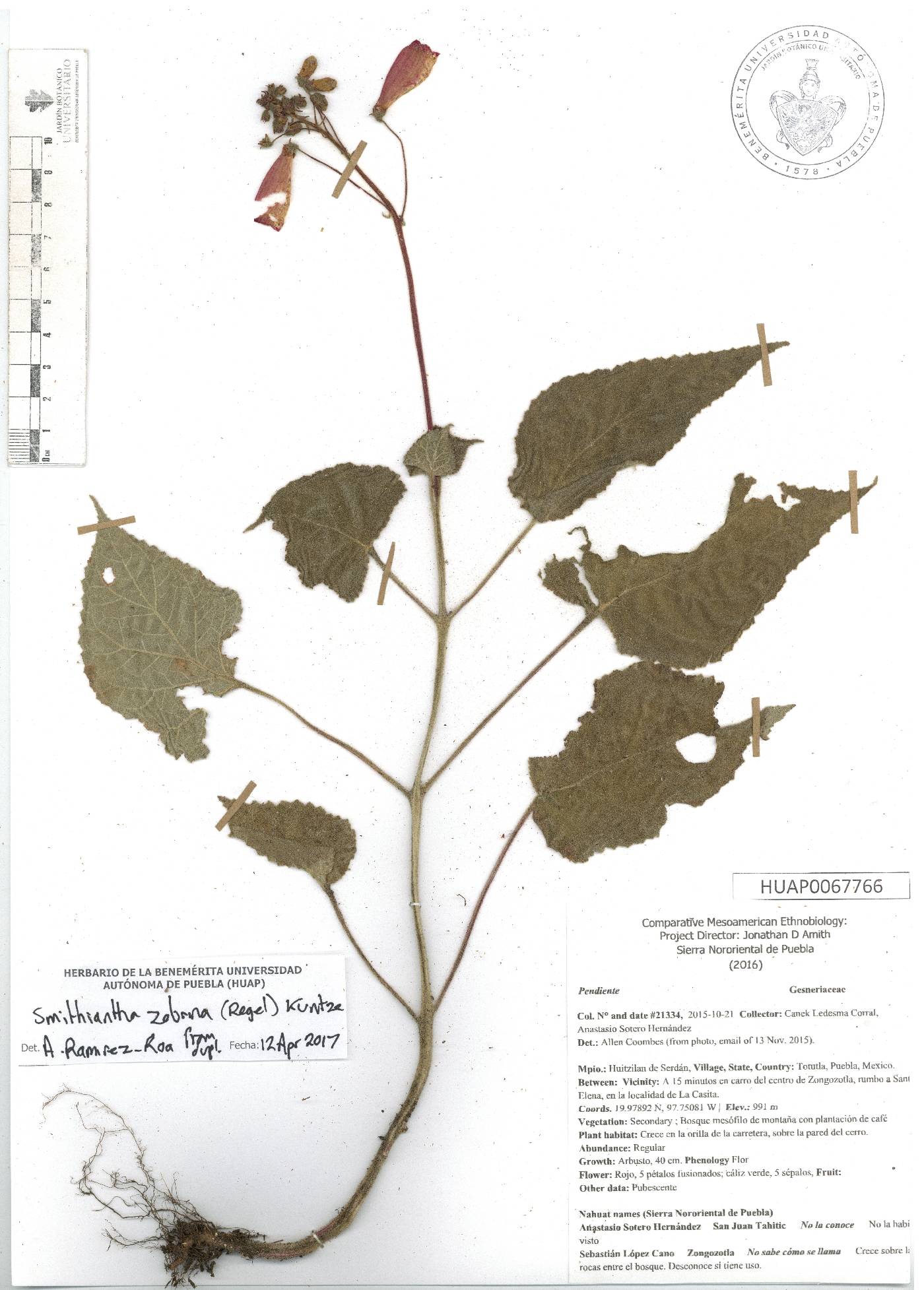 Smithiantha zebrina image