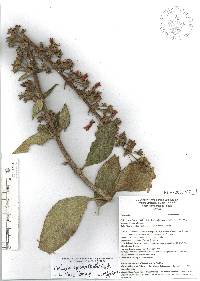 Kohleria spicata image