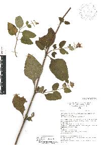 Salvia mocinoi image