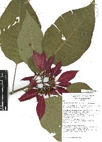 Euphorbia pulcherrima image