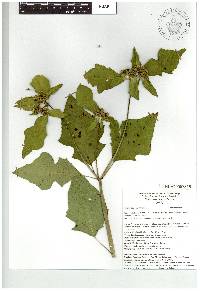 Euphorbia heterophylla image