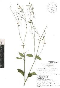 Euphorbia graminea image