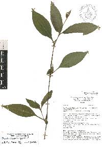 Tinantia erecta image