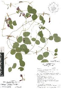 Cologania broussonetii image