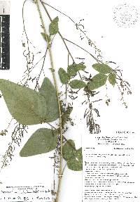 Desmodium distortum image