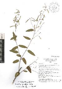 Desmodium psilophyllum image