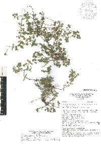 Desmodium triflorum image