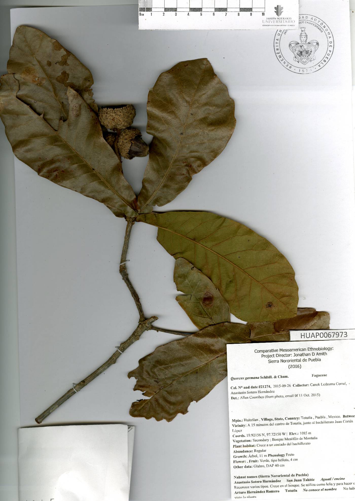 Quercus germana image