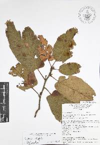 Quercus candicans image