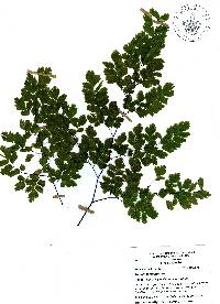 Adiantum tenerum image