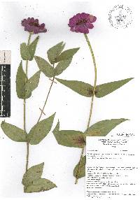 Zinnia violacea image