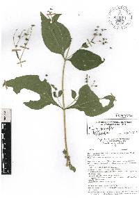 Milleria quinqueflora image