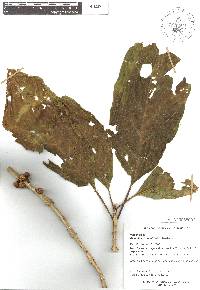 Aegiphila monstrosa image