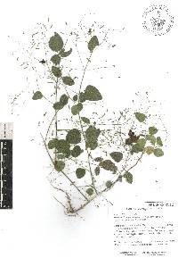 Desmodium procumbens image