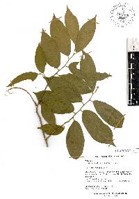 Mortoniodendron sulcatum image