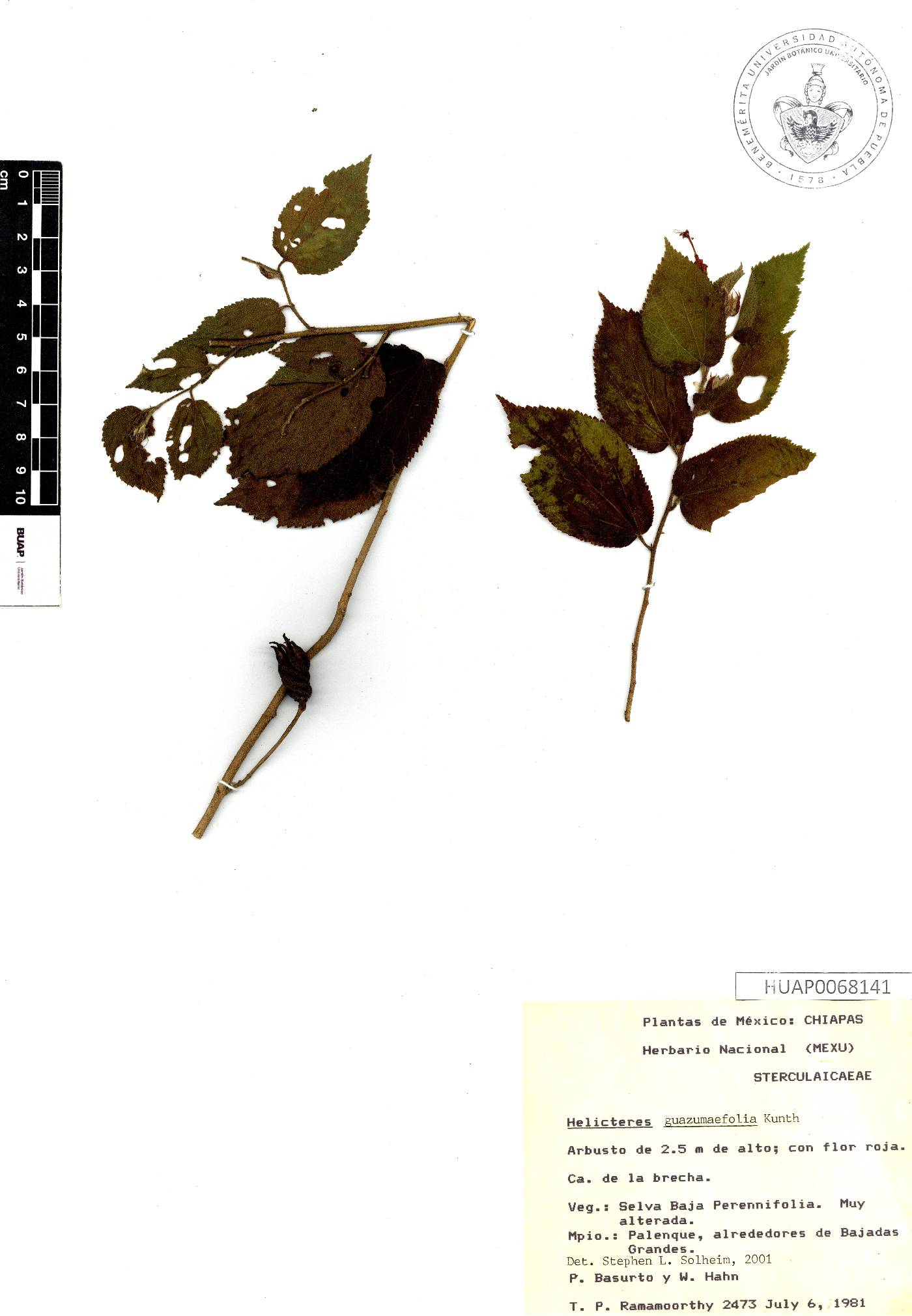 Helicteres guazumifolia image