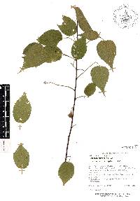 Guazuma ulmifolia image