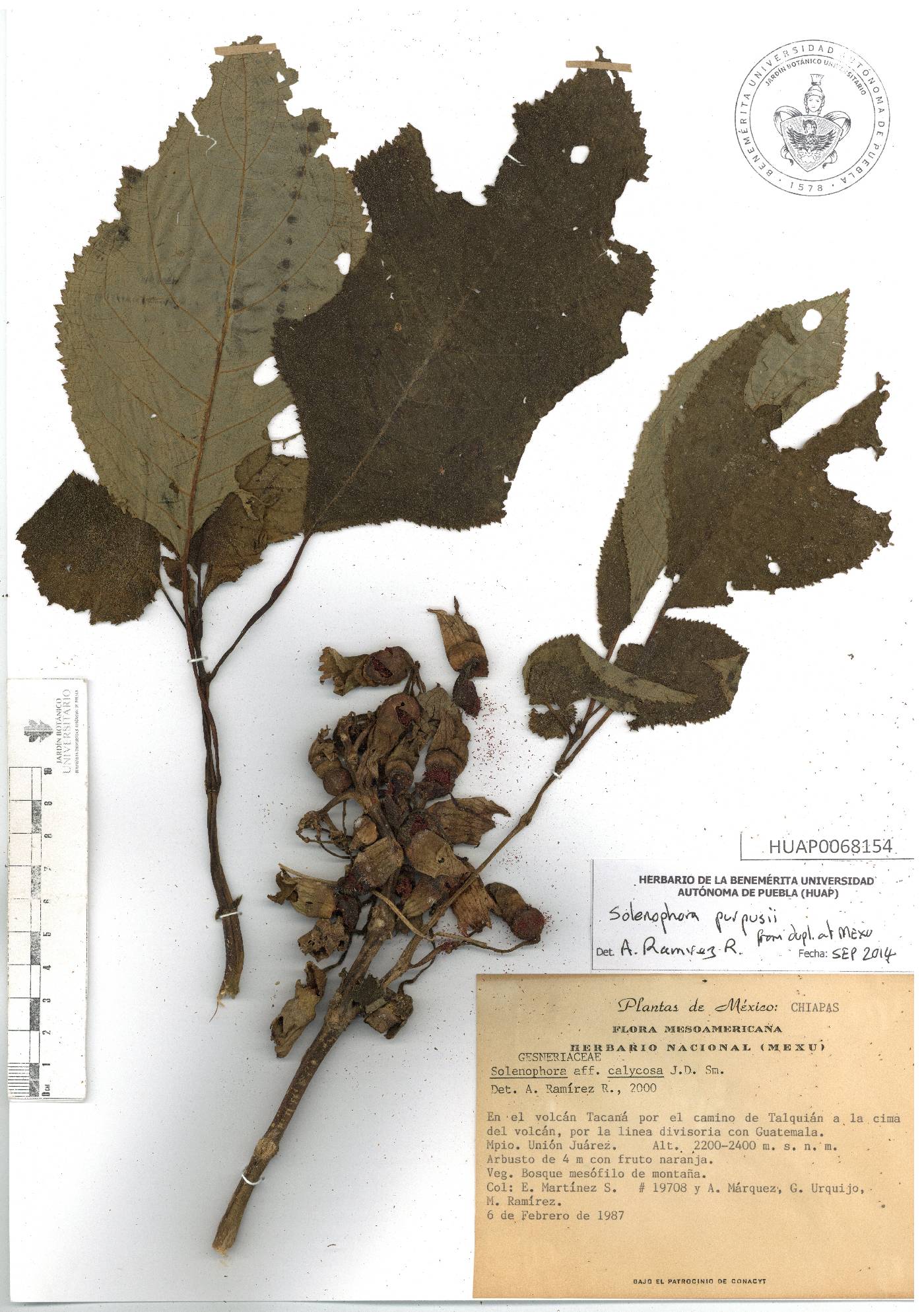 Solenophora purpusii image